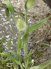 Lagurus ovatus