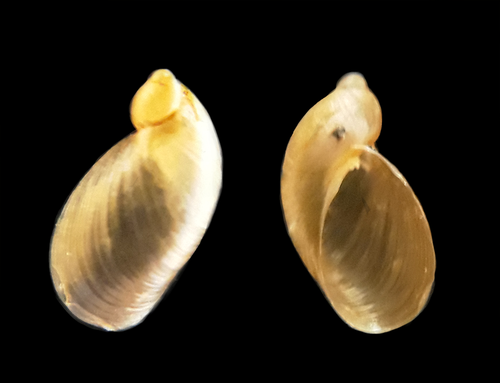 Slender Amber Snail