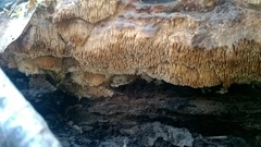 Phlebia nothofagi