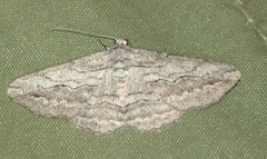 Syneora praecisa