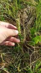 Lagotis integrifolia
