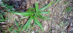 Scleria radula