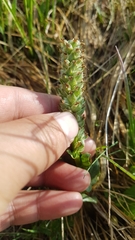 Lagotis integrifolia