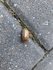 Amphimallon solstitiale