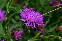 Centaurea jacea