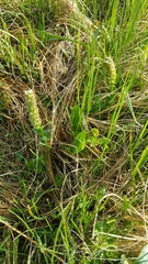 Lagotis integrifolia