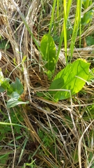 Lagotis integrifolia