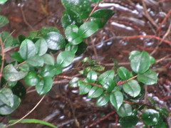 Luma apiculata