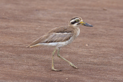 Esacus recurvirostris