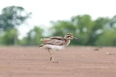 Esacus recurvirostris