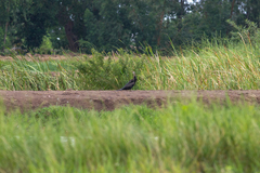 Anhinga melanogaster