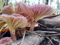 Hygrocybe cheelii
