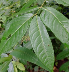 Ailanthus excelsa