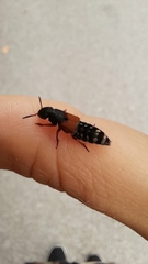 Platydracus stercorarius