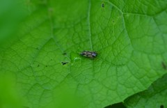 Evacanthus acuminatus