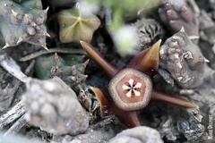 Duvalia caespitosa