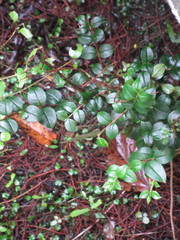 Luma apiculata