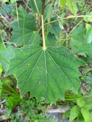 Sinopanax formosanus