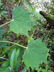 Sinopanax formosanus