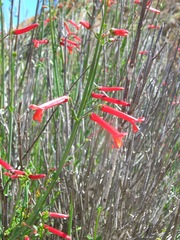 Gambelia juncea