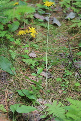 Hieracium taigense