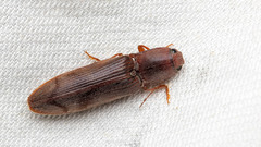 Stenagostus rhombeus