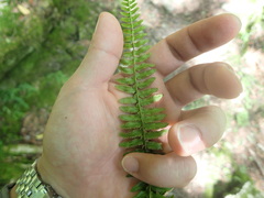 Monachosorum maximowiczii