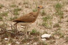 Cursorius somalensis