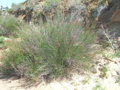 Gambelia juncea