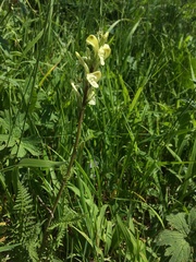 Pedicularis dolichorrhiza