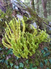 Huperzia quasipolytrichoides