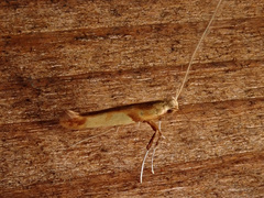 Caloptilia hemidactylella