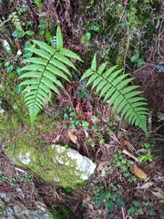 Dryopteris lepidopoda