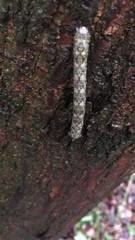 Acronicta megacephala