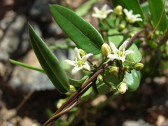 Metastelma californicum
