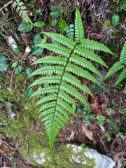 Dryopteris lepidopoda