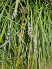 Carex virgata