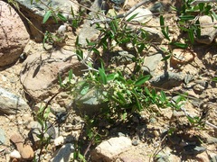 Metastelma californicum