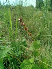 Carex muricata