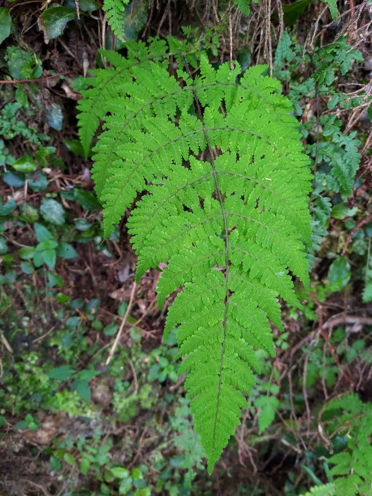 Acystopteris taiwaniana