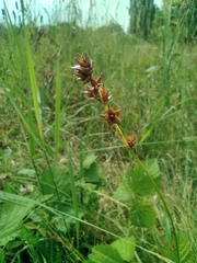 Carex muricata