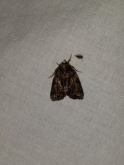 Chytonix palliatricula