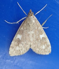 Udea olivalis