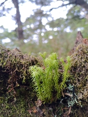 Huperzia quasipolytrichoides