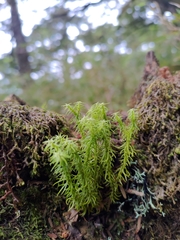 Huperzia quasipolytrichoides