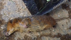 Monodelphis brevicaudata