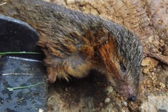 Monodelphis brevicaudata