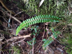 Polystichum stenophyllum
