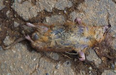 Monodelphis brevicaudata