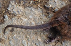 Monodelphis brevicaudata